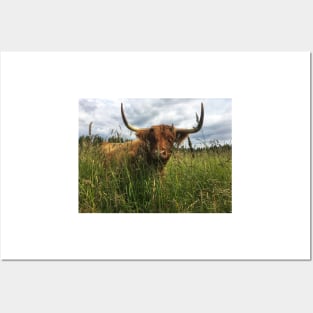 Scottish Highland Cattle Cow 2040 Posters and Art